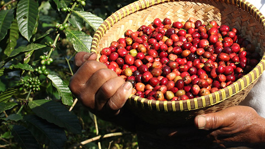 Die Produktion und die Aufbereitung von Rohkaffee
